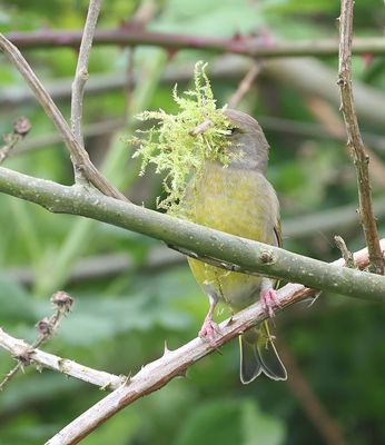 Groenling (European Greenfinch)
