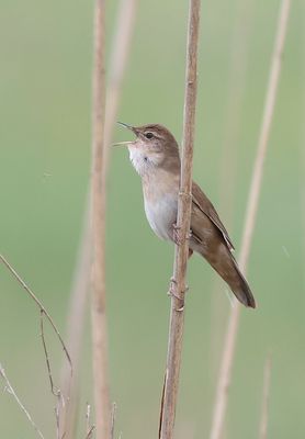 Snor (Savi's Warbler)