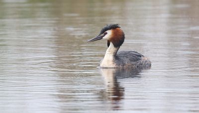 Fuut (Great Crested Grebe)