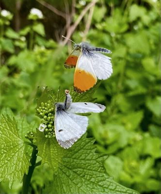 Oranjetipje (Anthocharis cardamines)
