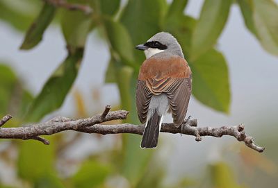 Grauwe Klauwier (Red-backed Shrike)