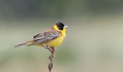 Zwartkopgors (Black-headed Bunting)