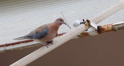 Palmtortel (Laughing Dove)