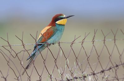 Bijeneter (European Bee-eater)