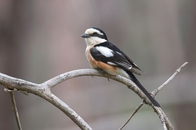 Maskerklauwier (Masked Shrike)