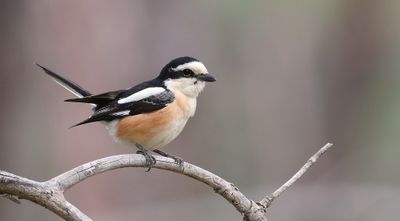 Maskerklauwier (Masked Shrike)
