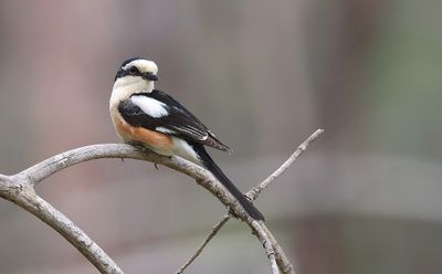 Maskerklauwier (Masked Shrike)