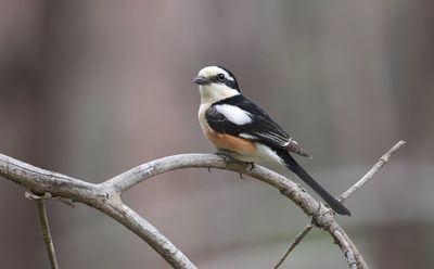 Maskerklauwier (Masked Shrike)