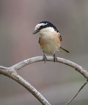 Maskerklauwier (Masked Shrike)