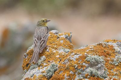 Smyrnagors (Cinereous Bunting)