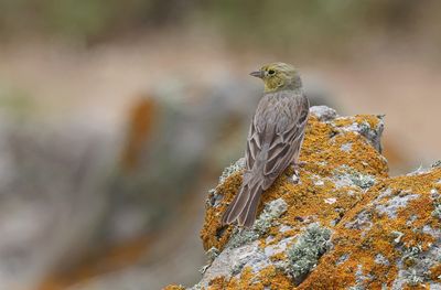 Smyrnagors (Cinereous Bunting)