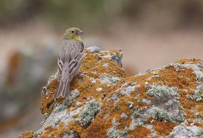 Smyrnagors (Cinereous Bunting)