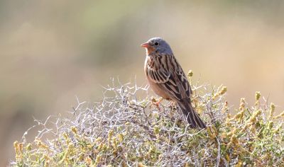 Bruinkeelortolaan (Cretzschmar's Bunting)