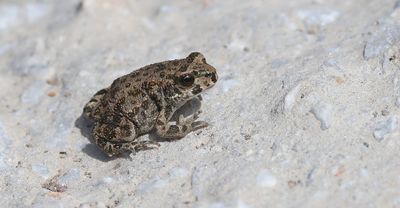 Groene Pad (Green Toad)