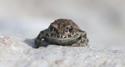 Groene Pad (Green Toad)