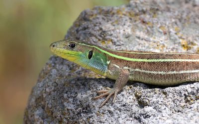 Reptielen en amfibieën (Reptiles and Amphibians)