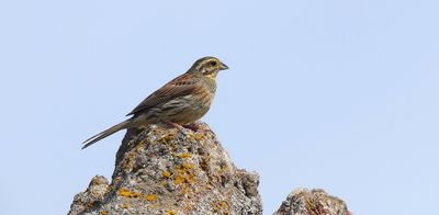 Cirlgors (Cirl Bunting)