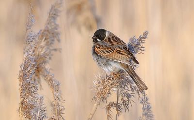 Rietgors (Common Reed Bunting)