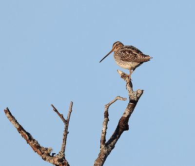 Watersnip (Common Snipe)