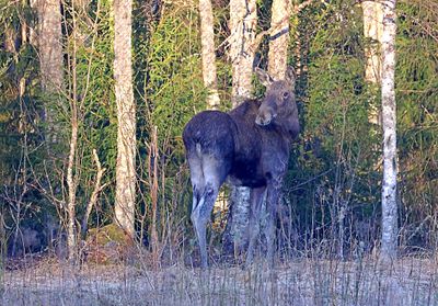 Zoogdieren (Mammals)