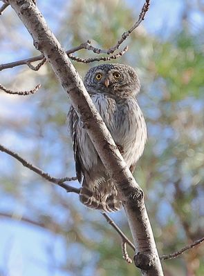 Dwerguil (Pigmy Owl)