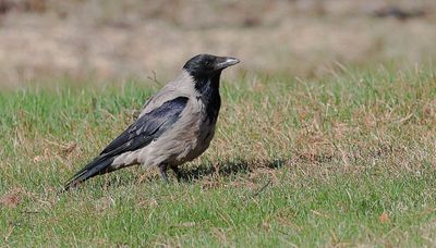 Bonte Kraai (Hooded Crow)
