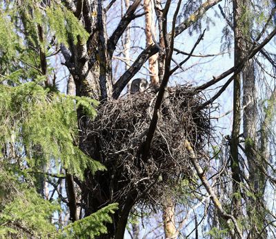 Laplanduil (Great Grey Owl)