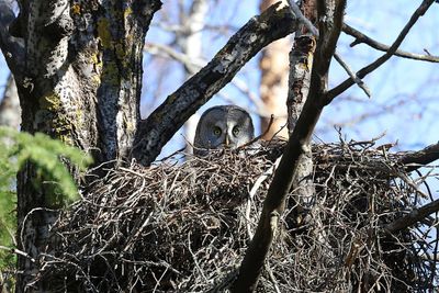 Laplanduil (Great Grey Owl)
