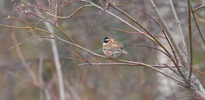 Bosgors (Rustic Bunting)