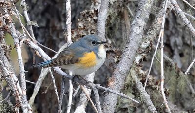 Blauwstaart (Red-flanked Bluetail)