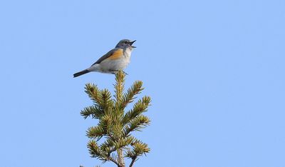 Blauwstaart (Red-flanked Bluetail)