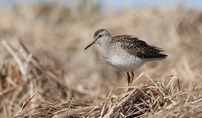 Bosruiter (Wood Sandpiper)