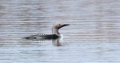 Parelduiker (Black-throated Diver)