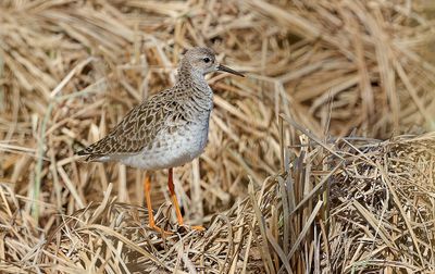 Kemphaan (Ruff)