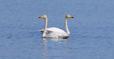 Wilde Zwanen (Whooper Swans)