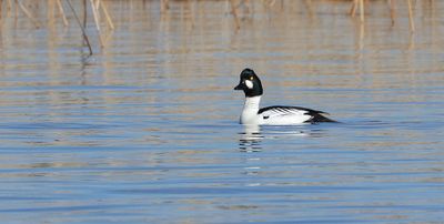 Brilduiker (Common Goldeneye)