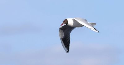 Kokmeeuw (Black-headed Gull)