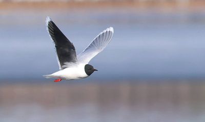 Dwergmeeuw (Little Gull)