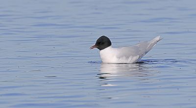Dwergmeeuw (Little Gull)