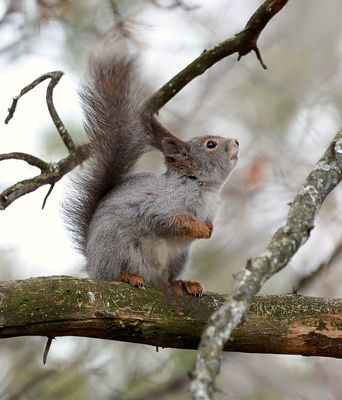 Eekhoorn (Red Squirrel)