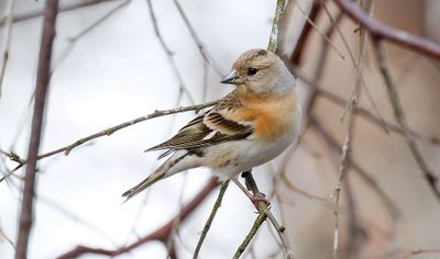 Keep (Brambling)