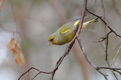 Groenling (European Greenfinch)