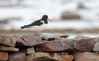 Scholekster (Oystercatcher)