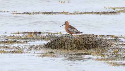 Rosse Grutto (Bart-tailed Godwit)