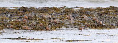 Kanoeten (Red Knots)
