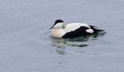 Eider (Common Eider)