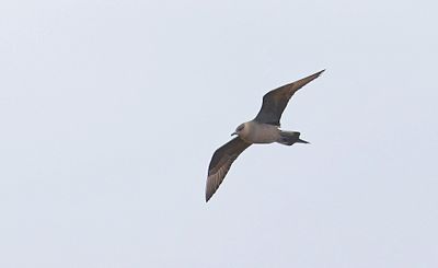 Kleine Jager (Arctic Skua)
