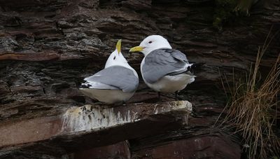 Drieteenmeeuwen (Black-legged Kittiwakes)