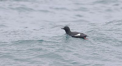 Zwarte Zeekoet (Black Guillemot)