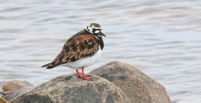 Steenloper (Ruddy Turnstone)
